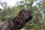 FILA BRASILEIRO 158